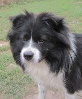 Shakira - liebe, unkomplizierte Border Collie Mischlingshündin
