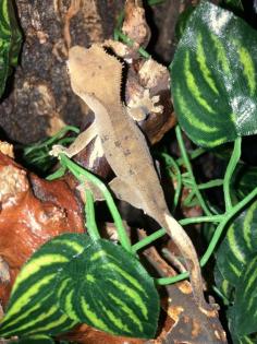 Kronengeckos Correlophus ciliatus - Nachzuchten abzugeben