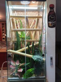 Phelsuma Klemmeri Taggeck mit Terrarium und Technik