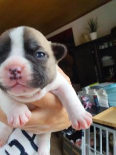 Französische bulldoggen welpen