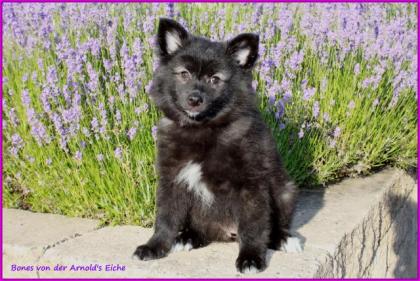 Großspitzhündinnenwelpen darkwolfsable, 06331258619
