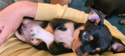 Minibullpinscherwelpen