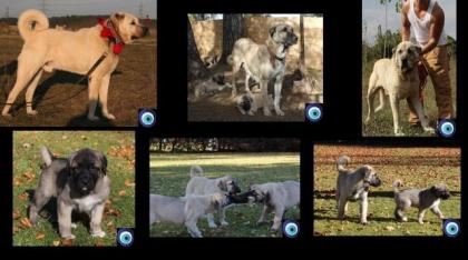 KANGAL 100 REINRASSIG