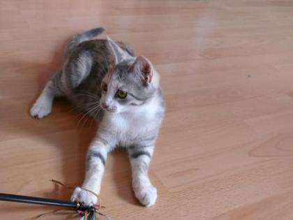 Kleine Schönheit sucht ein entgültiges Zuhause