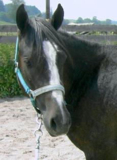 Quarter Pony Deckhengst