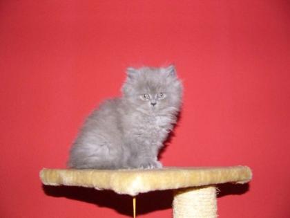 Perser-Kitten
