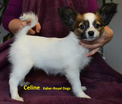 Papillon Welpen FCI Hunde show