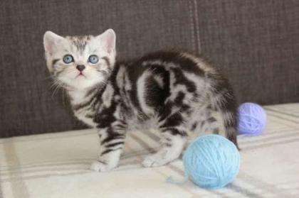 BKH Babys Kitten suchen ein neues