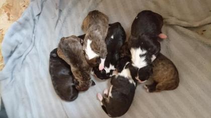 Miniatur Bullterrier Welpen