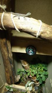 Stirnlappenbasilisk 0. 0. 2 Basiliscus plumifrons