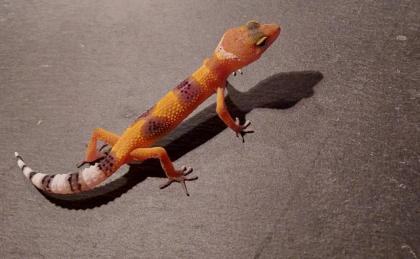 Leopardgecko Zucht