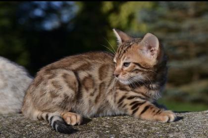 Bengalkitten Abgabe ab sofort