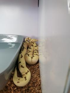 3 wunderschöne Koenigspythons abzugeben