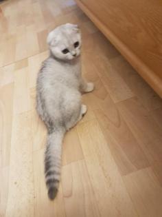Ein wunderschönes Katzenbaby sucht ein neues Zuhause