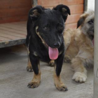 Flaps / Status sucht ein Zuhause