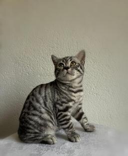 BKH black silver classic tabby /spotted