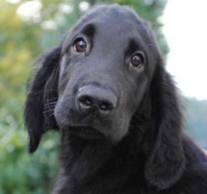 Wunderschöner, kerngesunder Flat Coated Retriever Rüde