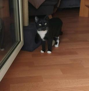Kater monty wird weiterhin vermisst