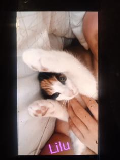 2 kleine amerikanische Shorthair Mix Katzen 16Wo, weibl.