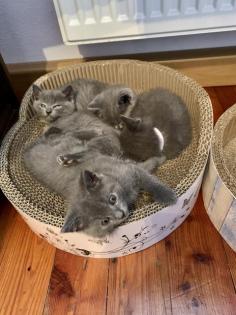 Chartreux, echte Kartäuser Kätzchen