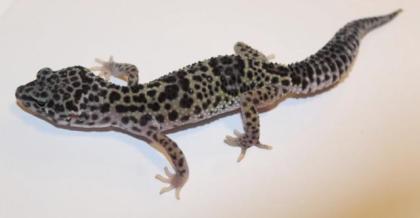 Leopardgeckos