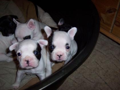 Süße French Bulldog Welpen ab 10. 12. 09 zu vergeben