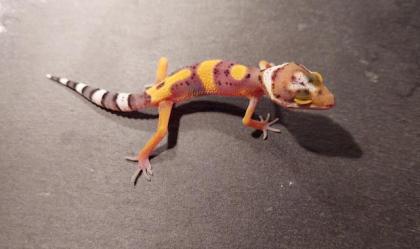 Leopardgecko Zucht