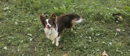 Toy Mini Australien Shepherd Mix
