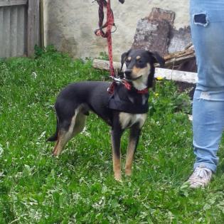 Bojko sucht ein Zuhause