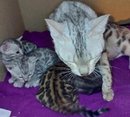 Reinrassige Bengal Kitten