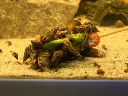 Sulcospira Testudinaria /Schnecken/Fische/Aquarium