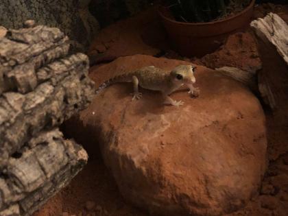 Verschenke 2 Dünnfingergeckos Terrarium und Zubehör kann optional erworben werden