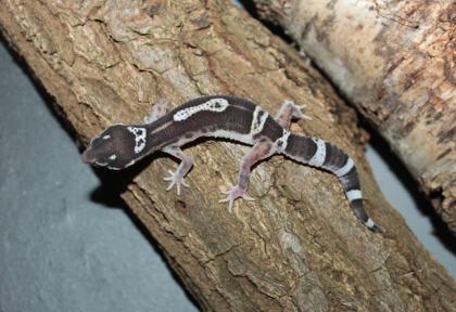 Leopardgecko Weibchen aus 2022