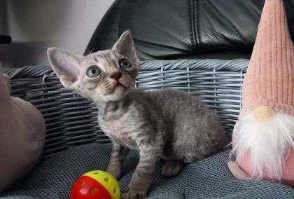 Cattery of Lovely Rascals
