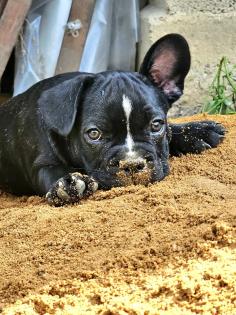 Französische Bulldoggen