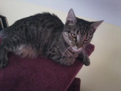 Ca 11 Monate alte Katze abzugeben