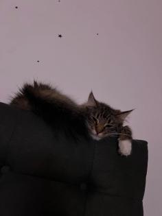 Reinrassige Norwegische Waldkatze