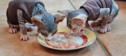 Reinrassige Canadian Sphynx Katzenbabys