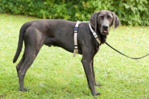 JOE FRITZ - männlich 2 Jahre 63 cm 32 kg Weimaraner Gechipt