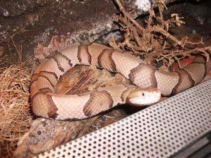 Agkistrodon contortrix Norda. kupferkopf