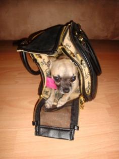 Mini Chihuahua Rüde 2, 5 Jahre alt sucht ein neues Zuhause