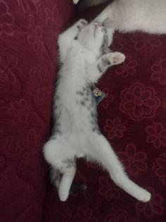 Siam/Perser Mix Kitten abzugeben