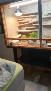 Terrarium mit leopardengeckos