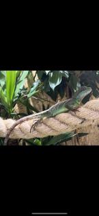 Grüne Wasseragame weibchen 0. 1