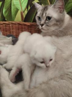 BKH Kitten in weiß