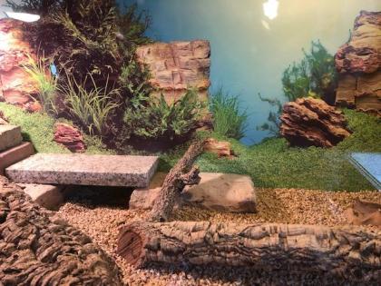 2 x Bartagame von privat abzugeben