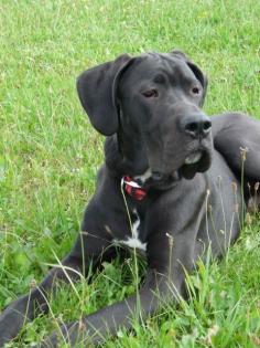 Deutscher Doggenrüde Eros sucht ein liebevolles neues Zuhause