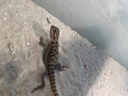 Bartagame Jungtiere