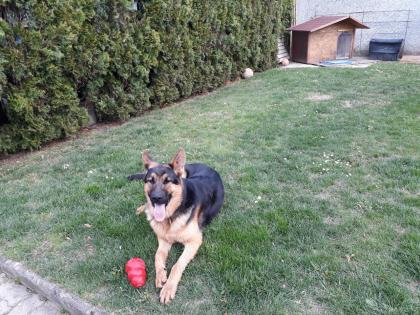 Deutscher Schäferhund 15 Monate sucht neues Zuhause