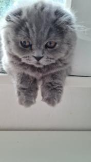 Blh katze kitten mit impfheft